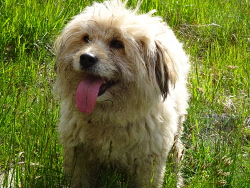  Notre mascotte du jour - un habitue des lieux